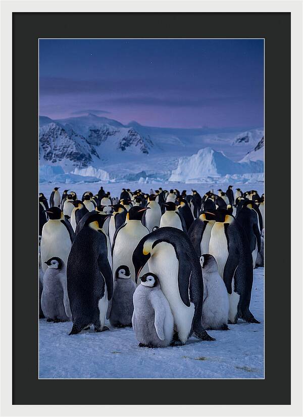 Emperor Penguin Colony Embracing Chicks