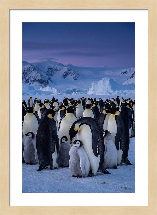Emperor Penguin Colony Embracing Chicks
