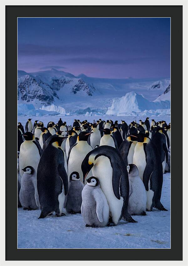 Emperor Penguin Colony Embracing Chicks