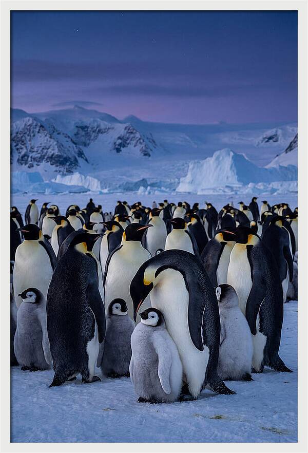 Emperor Penguin Colony Embracing Chicks