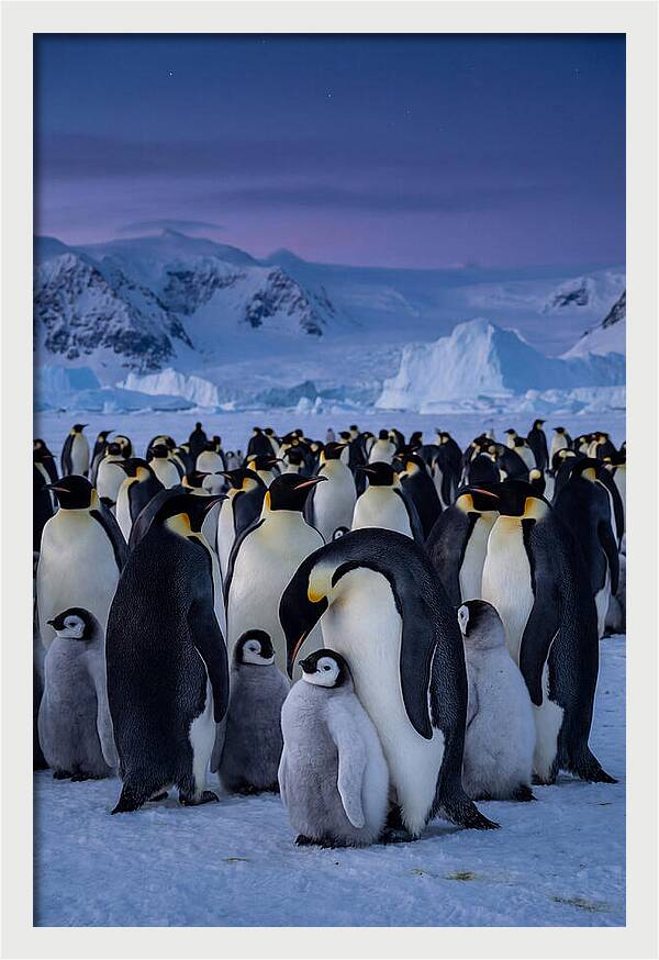 Emperor Penguin Colony Embracing Chicks