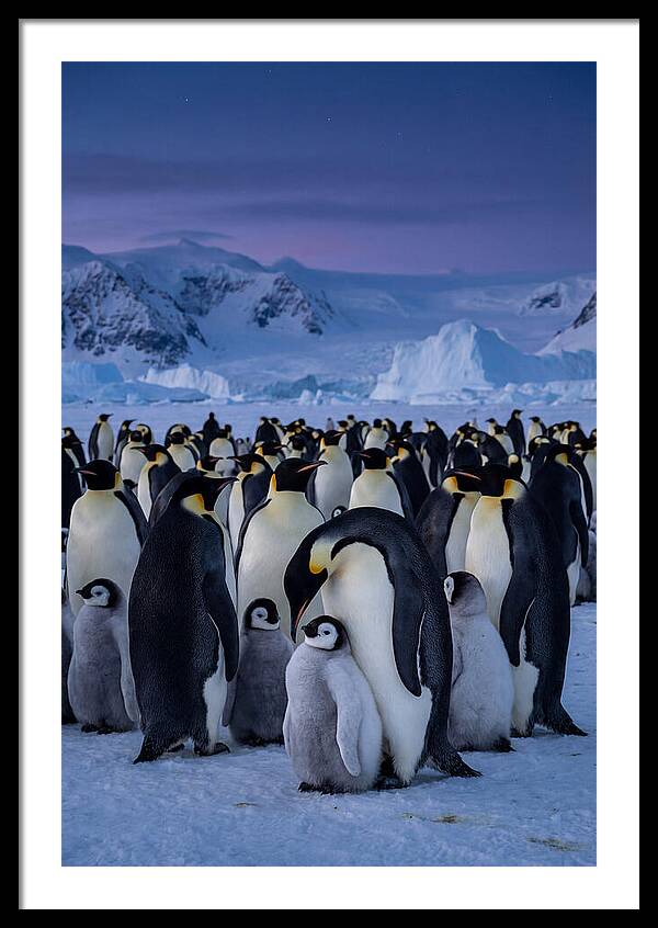 Emperor Penguin Colony Embracing Chicks