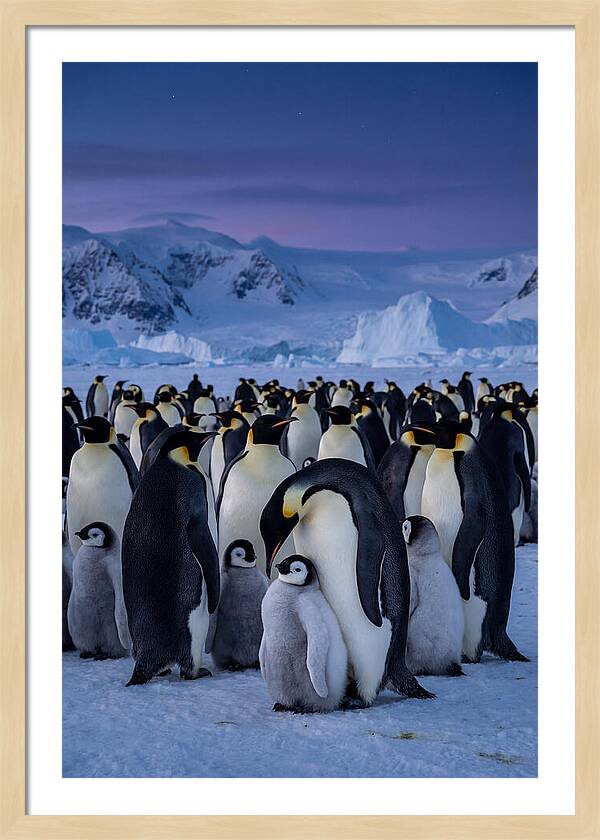 Emperor Penguin Colony Embracing Chicks