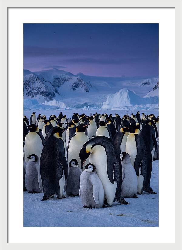 Emperor Penguin Colony Embracing Chicks