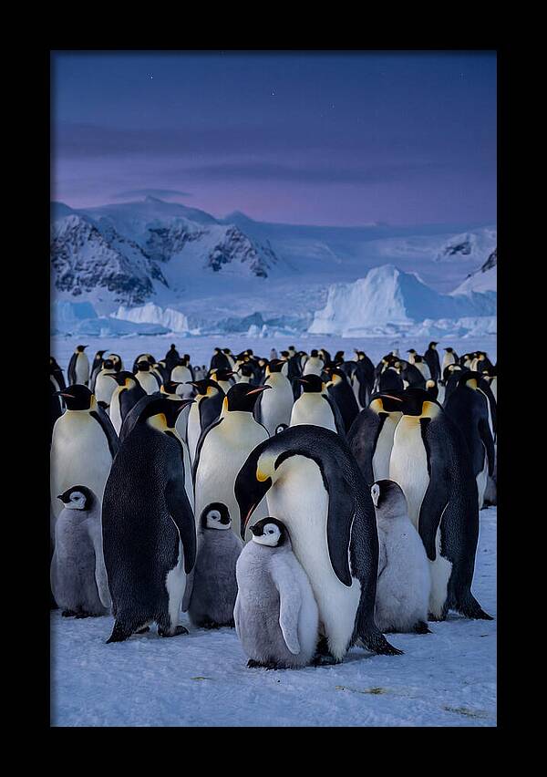 Emperor Penguin Colony Embracing Chicks