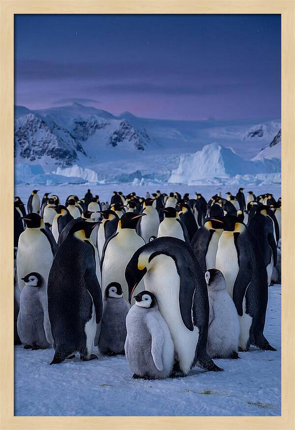 Emperor Penguin Colony Embracing Chicks
