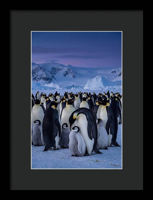 Emperor Penguin Colony Embracing Chicks