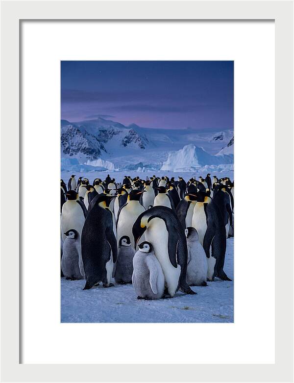 Emperor Penguin Colony Embracing Chicks