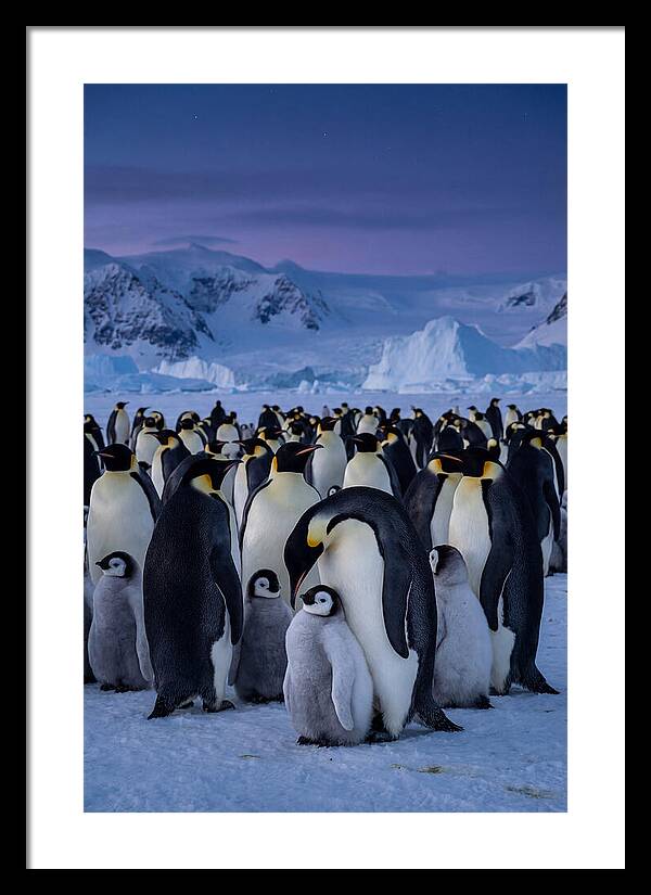 Emperor Penguin Colony Embracing Chicks