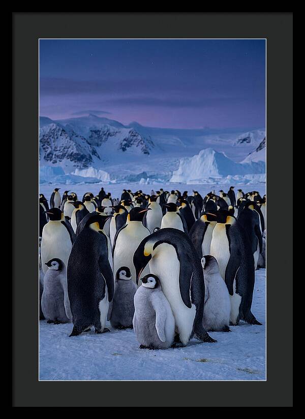 Emperor Penguin Colony Embracing Chicks