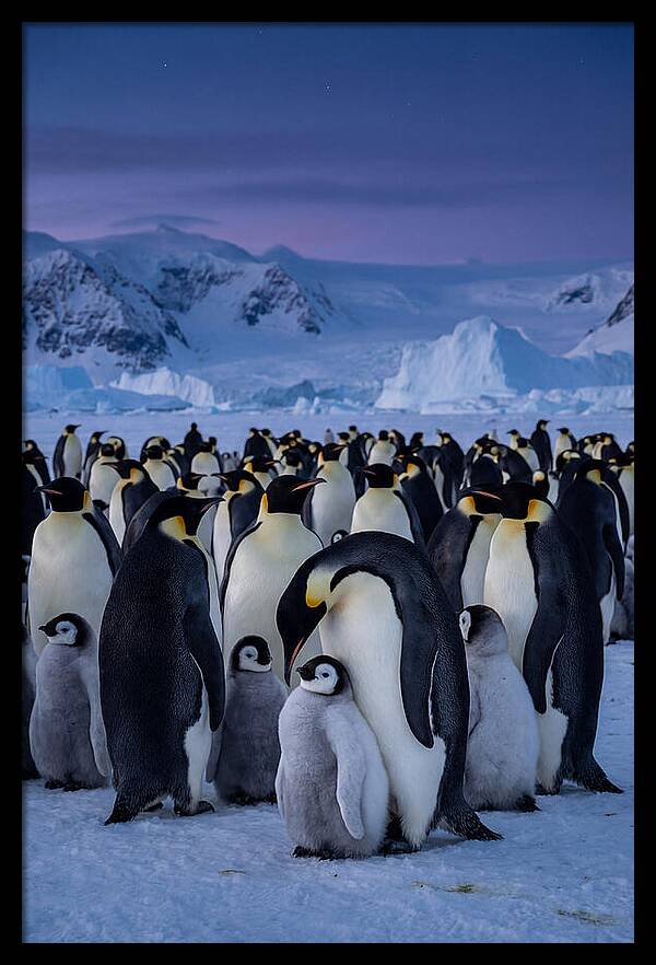 Emperor Penguin Colony Embracing Chicks