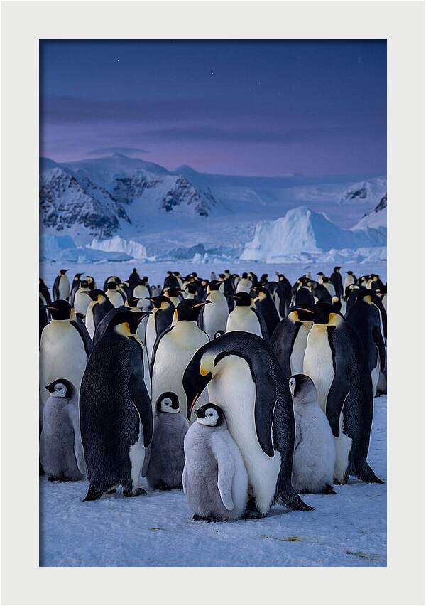 Emperor Penguin Colony Embracing Chicks