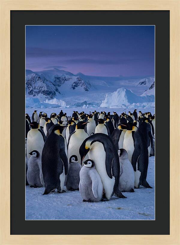 Emperor Penguin Colony Embracing Chicks
