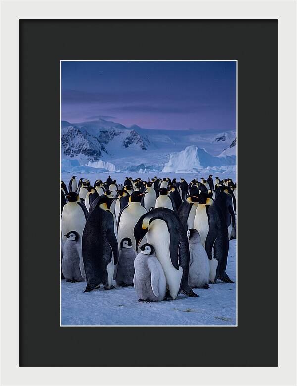 Emperor Penguin Colony Embracing Chicks