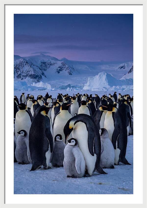 Emperor Penguin Colony Embracing Chicks