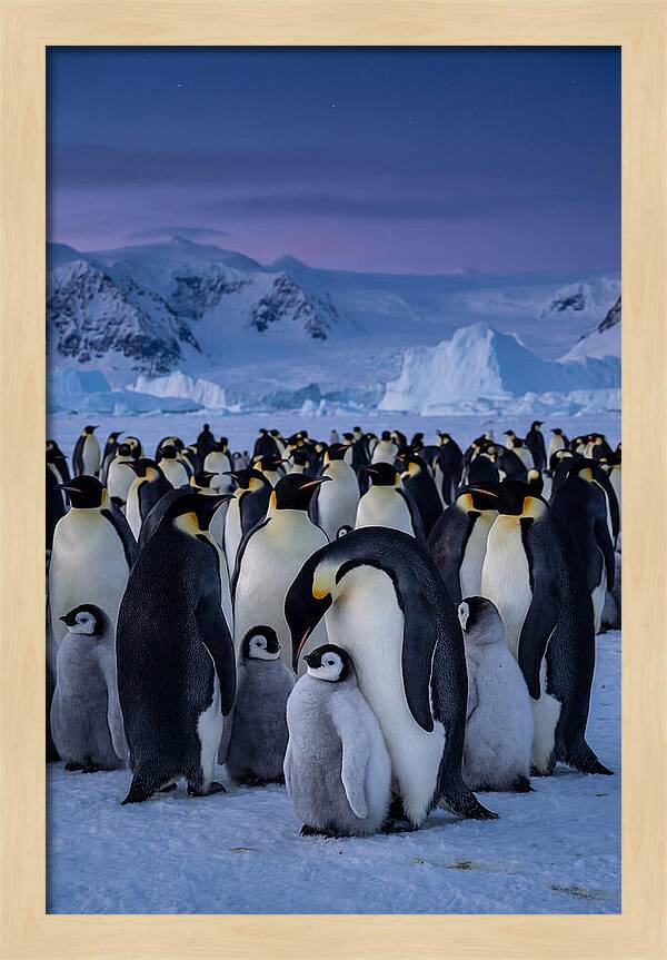 Emperor Penguin Colony Embracing Chicks