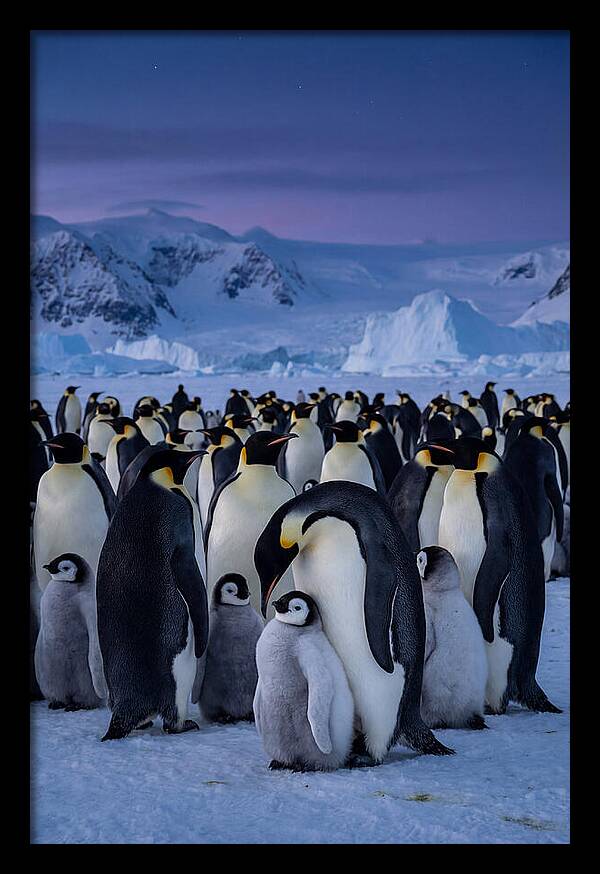 Emperor Penguin Colony Embracing Chicks
