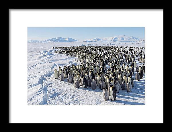 Emperor Penguin Colony With Chicks
