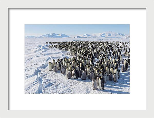 Emperor Penguin Colony With Chicks