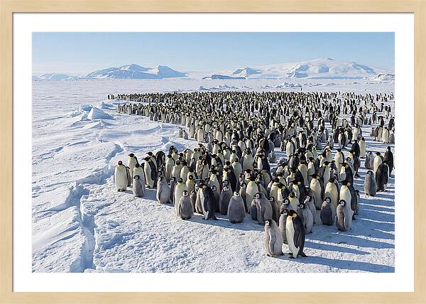 Emperor Penguin Colony With Chicks