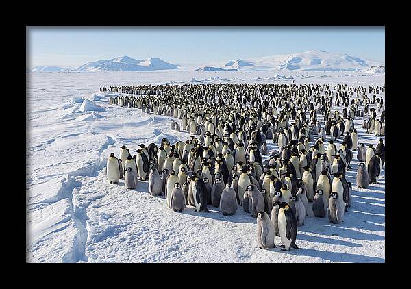 Emperor Penguin Colony With Chicks