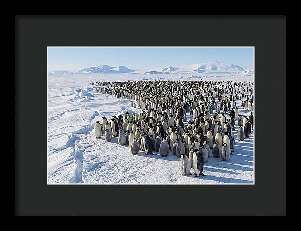 Emperor Penguin Colony With Chicks