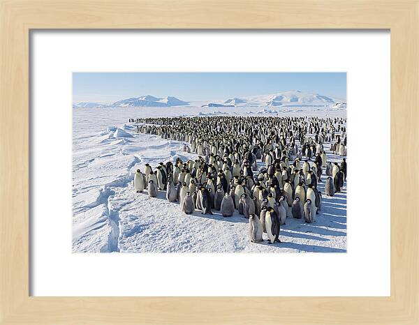 Emperor Penguin Colony With Chicks