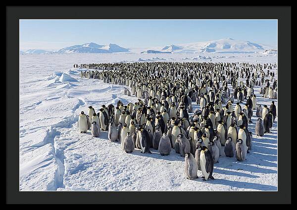 Emperor Penguin Colony With Chicks