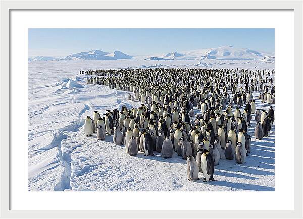 Emperor Penguin Colony With Chicks