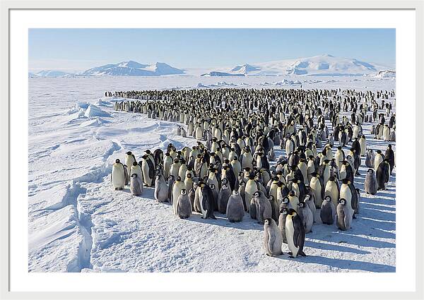 Emperor Penguin Colony With Chicks