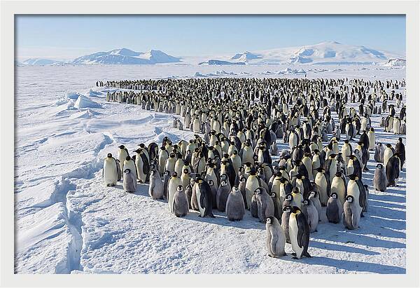 Emperor Penguin Colony With Chicks