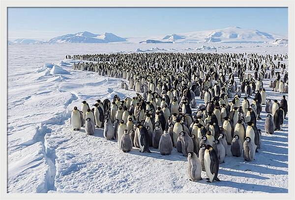Emperor Penguin Colony With Chicks