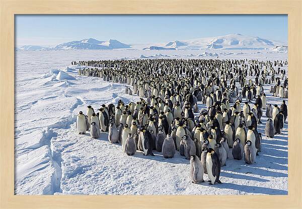 Emperor Penguin Colony With Chicks