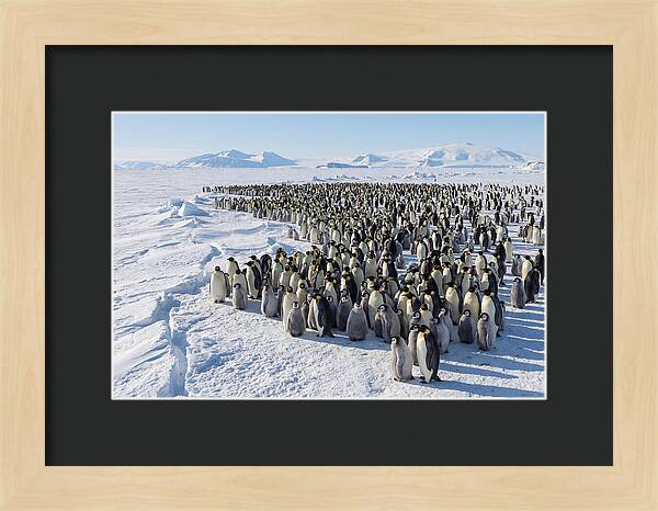 Emperor Penguin Colony With Chicks