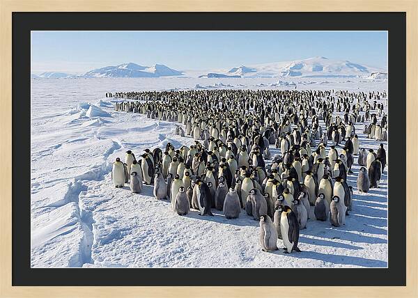 Emperor Penguin Colony With Chicks