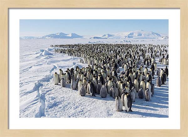 Emperor Penguin Colony With Chicks