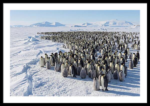 Emperor Penguin Colony With Chicks