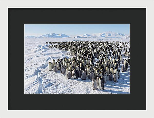 Emperor Penguin Colony With Chicks