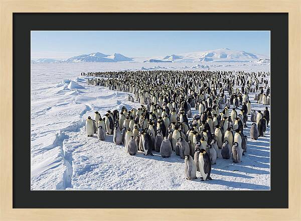 Emperor Penguin Colony With Chicks