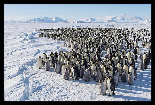 Emperor Penguin Colony With Chicks