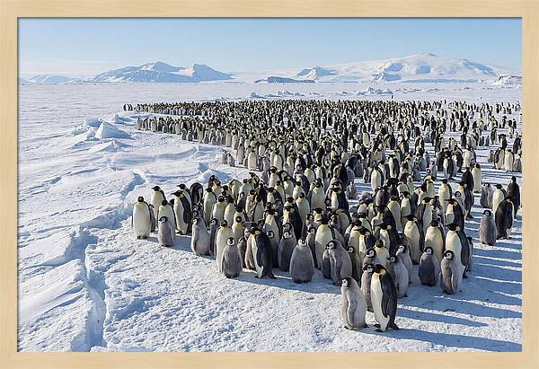 Emperor Penguin Colony With Chicks