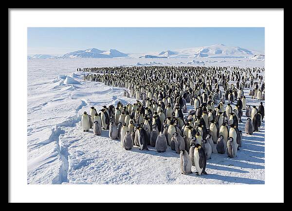 Emperor Penguin Colony With Chicks