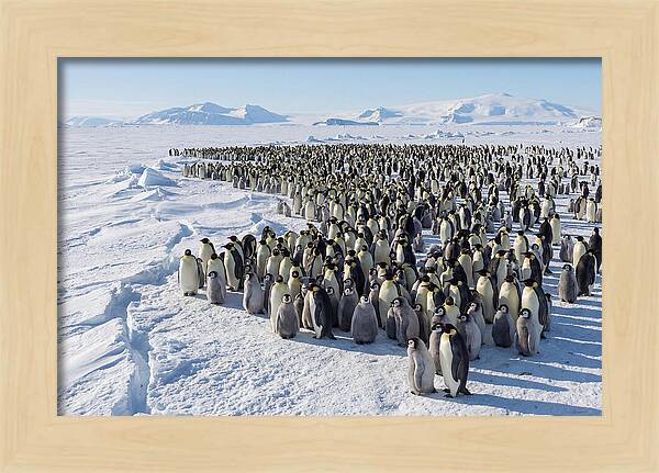 Emperor Penguin Colony With Chicks