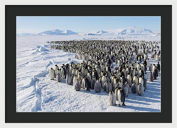 Emperor Penguin Colony With Chicks