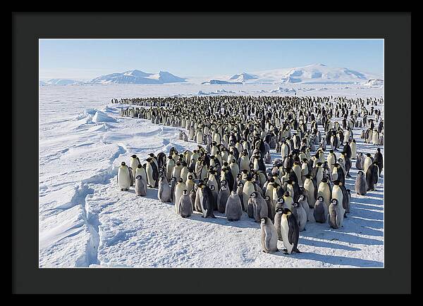Emperor Penguin Colony With Chicks