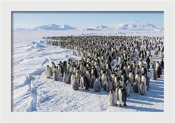Emperor Penguin Colony With Chicks