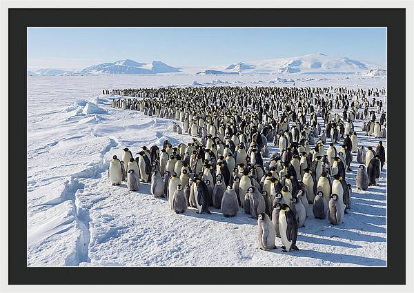 Emperor Penguin Colony With Chicks