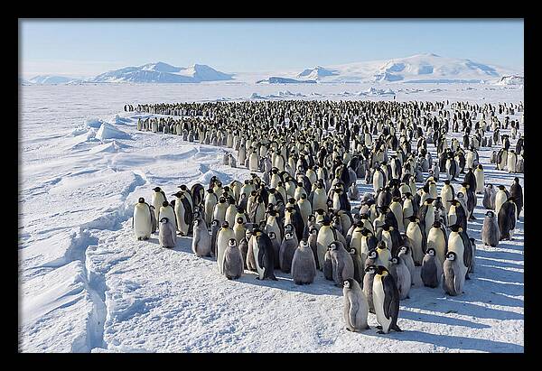 Emperor Penguin Colony With Chicks