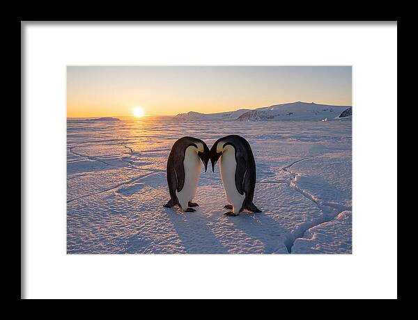 Emperor Penguins Embracing At Sunset