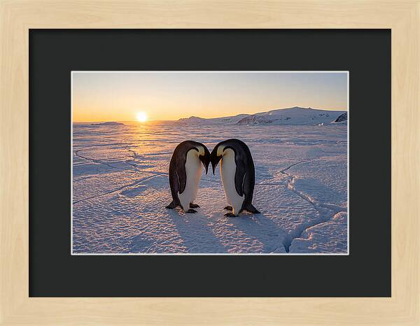Emperor Penguins Embracing At Sunset
